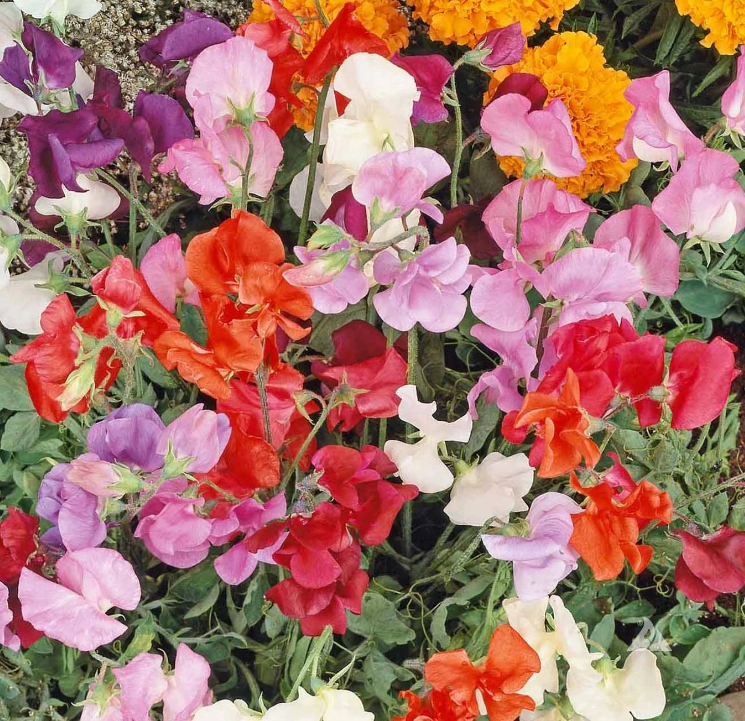 Heirloom Non-GMO Sweet Pea Knee Flower Seeds for Planting – Fragrant Climbing Blooms - Non-GMO for planting in home garden